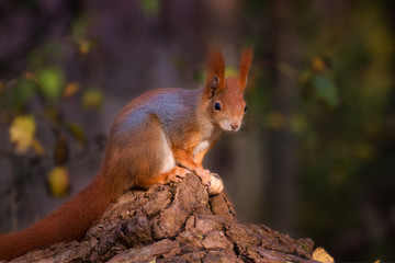 Naklejka na ściany i meble Eurasian red squirrel sitting on wood in the forest