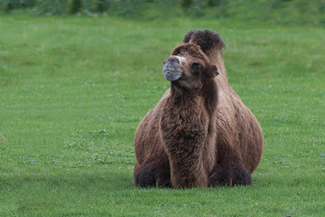 A Bactrian camel lying and isolated on the grass and looking to the left