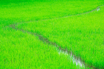 Obraz na płótnie Canvas Rice field, Thailand