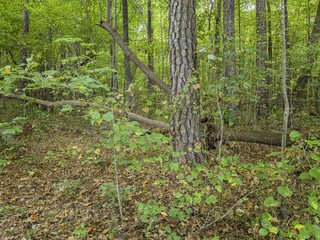 north carolina USA nature  parks