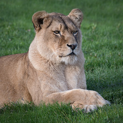Plakat A close head portrait in square format of a lioness lying down on grass looking alert to the right