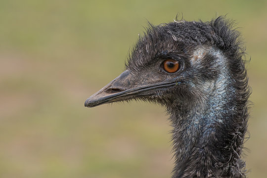 A very close profile photograph of the head of an emu showing detail in the eye and beak