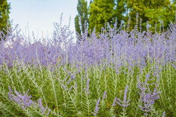 Beautiful lavender plant