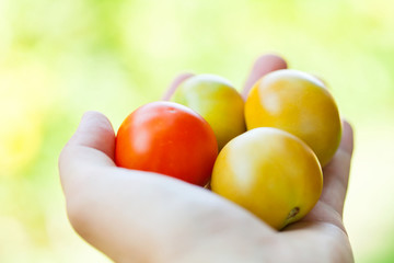 Tasty cherry tomatoes