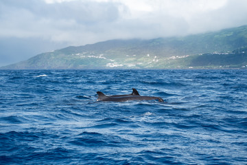 False killer whales 