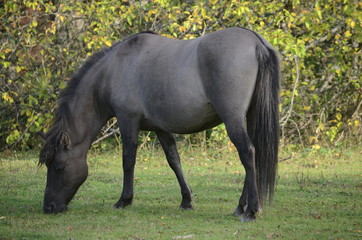 Koń tarpan © Grzegorz Lenkiewicz