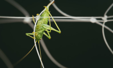 Grasshopper