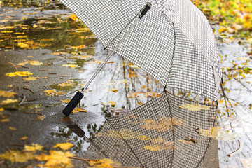 Contrast umbrella in autumn Park on a background of yellow foliage and puddles