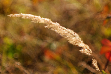 Grass and autumn plants in the background.