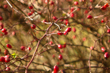 Rose hip tea, photo for red abstract background with healthy nutrition.