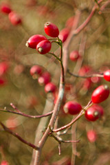 Obraz premium Rose hip tea, photo for red abstract background with healthy nutrition.