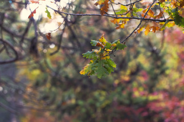 branch of an oak tree with an acorn on a background of colorful autumn trees, a natural forest...