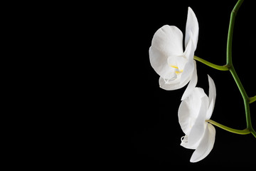 Fototapeta na wymiar Branch of a blossoming white orchid on dark background. Selective focus