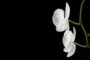 Foto op Plexiglas Tak van een bloeiende witte orchidee op donkere achtergrond. Selectieve focus © marketlan