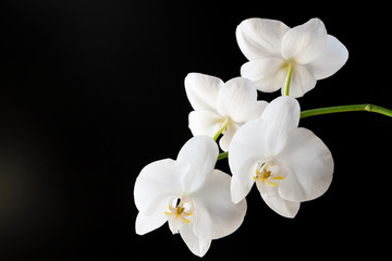 Fototapeta na wymiar Branch of a blossoming white orchid on dark background. Selective focus