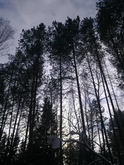 Mysterious winter. (The Vast Russia! Sergey, Bryansk.)