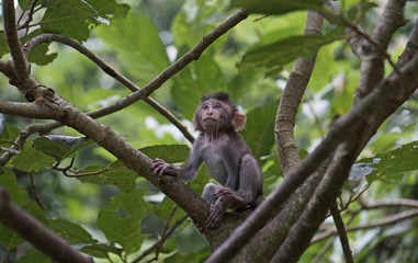 A baby macaque in Bali.