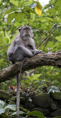 A tired macaque monkey in Bali.