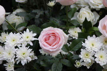 Pink Roses and White Flowers