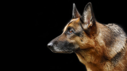 Naklejka na ściany i meble Portrait of a dog, German Shepherd