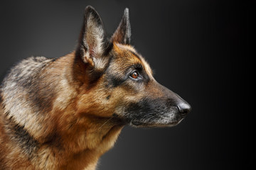 Portrait of a dog, German Shepherd