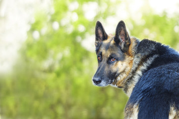 The dog looks back. German shepherd n green background.