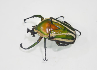 Африканский жук