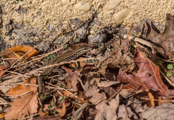 Lizard Hiding and Ready To Eat 3