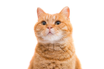 Scottish red cat isolated