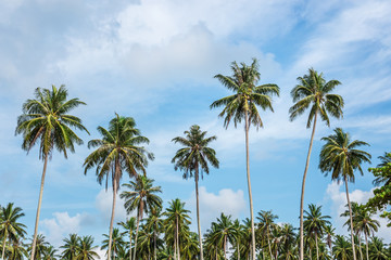 Plakat coconuts palm tree