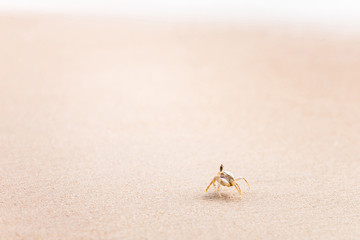 Swift Land Crab on the white beach, Phuket Thailand