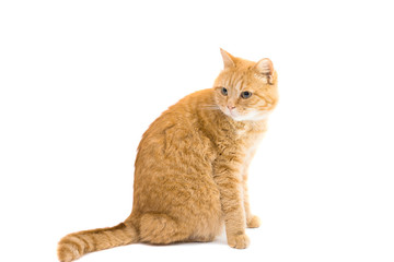 Scottish red cat isolated