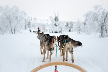 Fototapeta na wymiar Husky dog sledding in Lapland, Finland