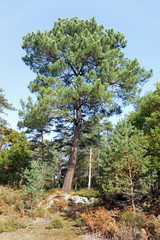 Fototapeta premium Chaos rocheux des gorges du Houx en forêt de Fontainebleau