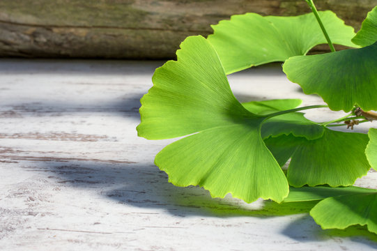 Green leaves from a gingo biloba tree on a wooden table