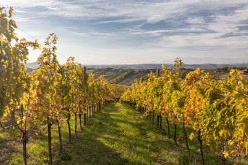 Fototapeta na wymiar Sunrise in a vineyard in the autumn season, Marche, Italy