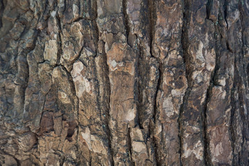 The Bark tree image close up in the wood