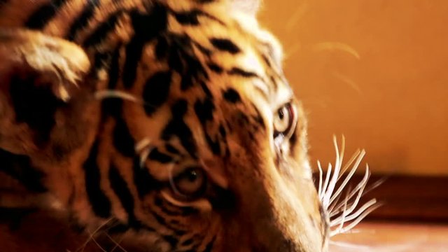 Tiger cubs playing