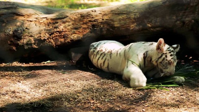 baby white tiger playing
