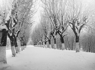 Winter nature, snowy trees in park