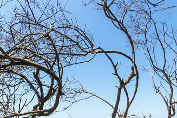  Tree Branches Silhouetted against Blue Sky Background