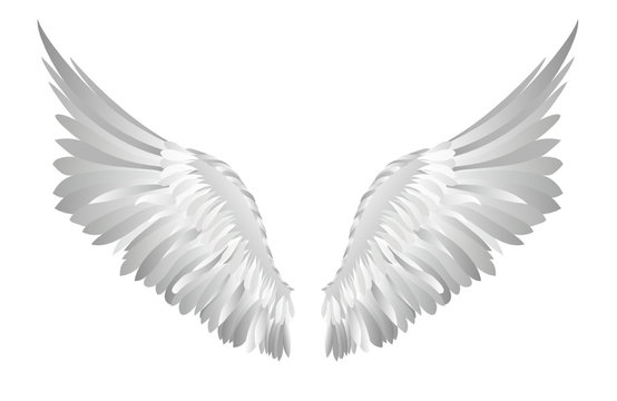 Wings. Vector illustration on white background. Black and white 