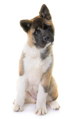 puppy american akita