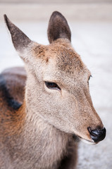 Close up shot of deer in Nara, Japan