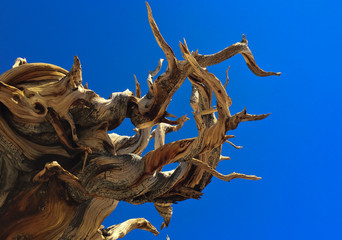 The gnarled branches of an ancient bristlecone pine tree.