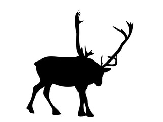silhouette of deer northern
