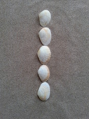 alphabet buchstabe I aus muscheln im strandsand