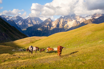Mountain landscape with wild horses in Svaneti national park, Georgia