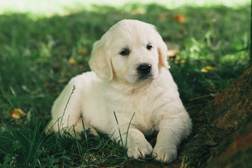 Puppy Golden Retriever pup rests on nature