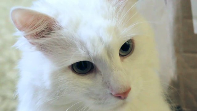 The big fluffy cat looking to left of the camera, closeup. The cat has yellow eyes, and white very fluffy fur. Indoors, artificial lighting